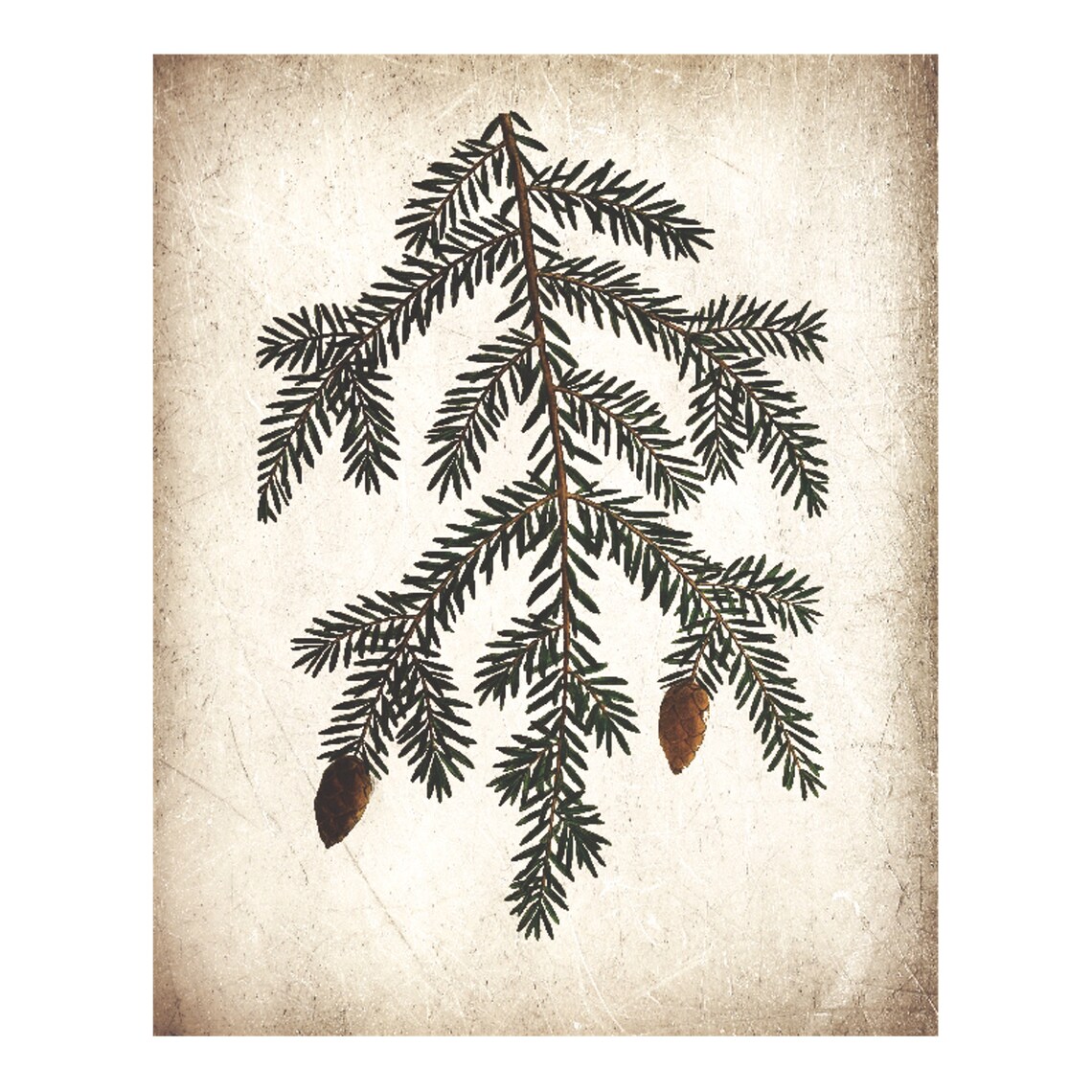Vintage Pine Cone Rustic Nature Art Print - Image 4