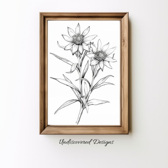 Edelweiss Botanical Pencil Sketch Art Print