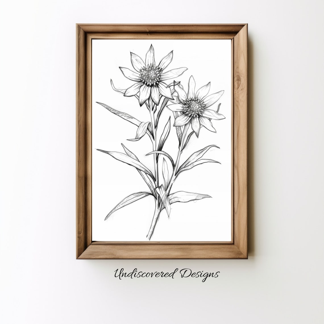 Edelweiss Alpine Flowers Vintage Pencil Sketch Botanical Art Poster