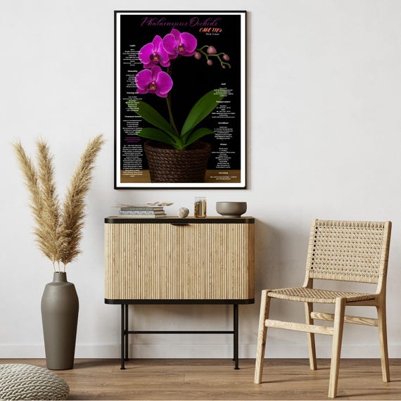 Purple Phalaenopsis Orchid Care Tips Wall Art Moth Guideindoor Plant Decorbotanical Poster