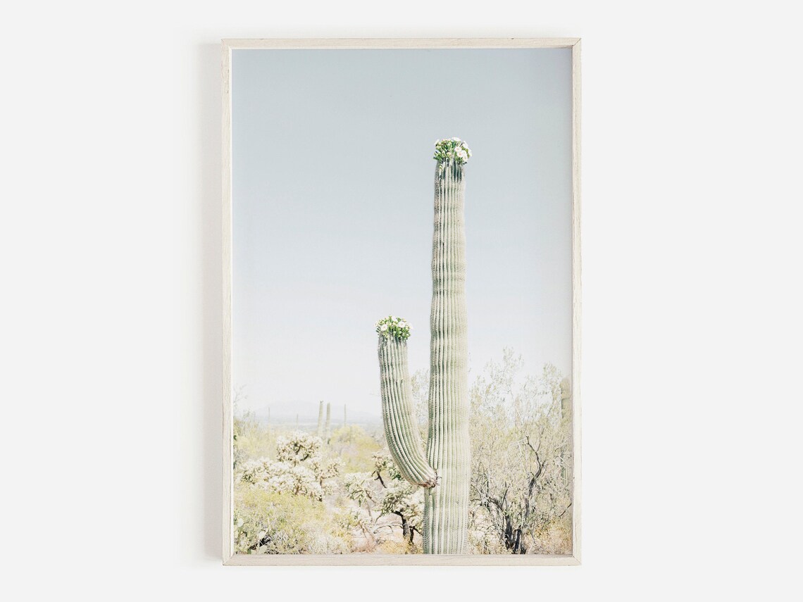 Blooming Saguaro Cactus Arizona Desert Art Print