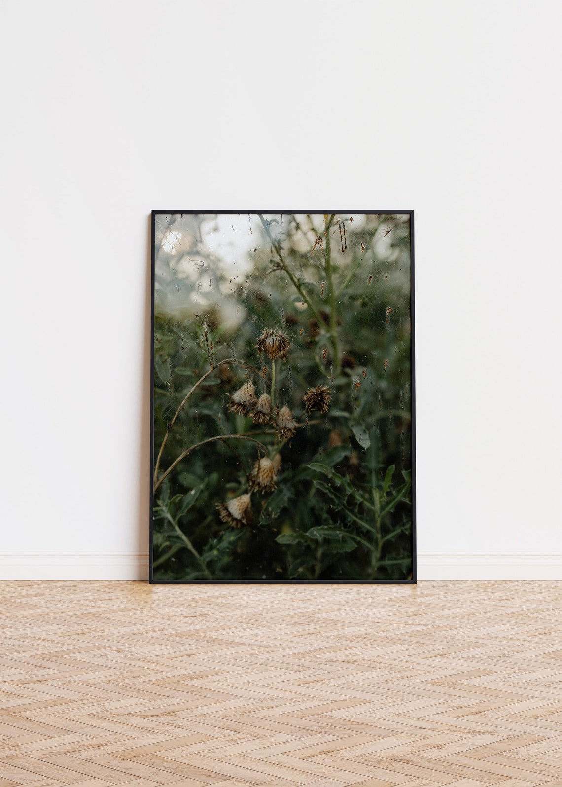 Dried Thistle Seed Heads Moody Garden Green Botanical Photo Poster