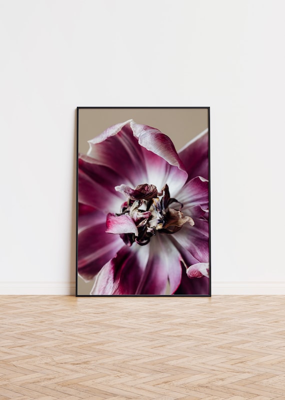 Magenta Tulip Bloom Close Up Macro Flower Photography Poster