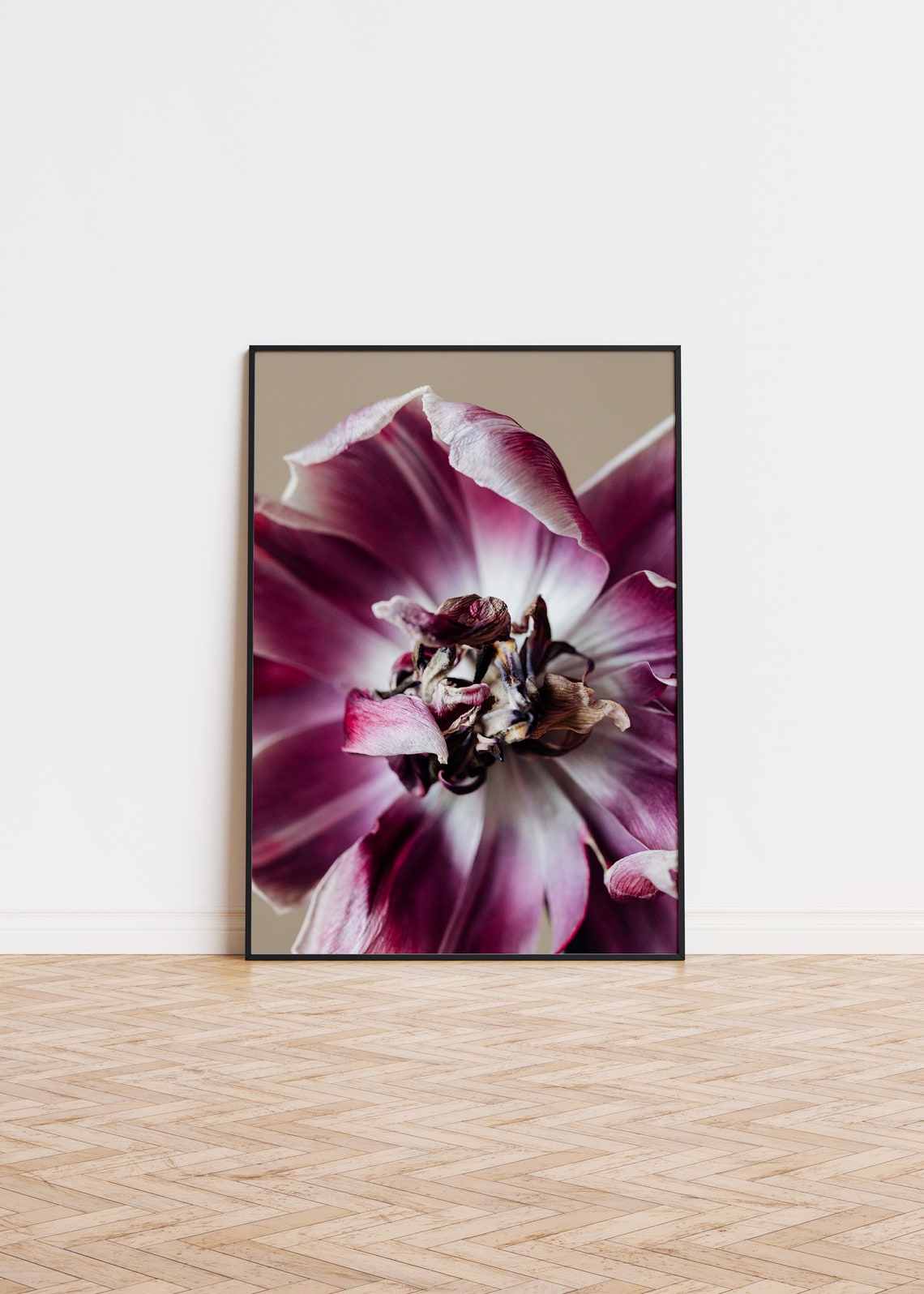 Magenta Tulip Bloom Close Up Macro Flower Photography Poster
