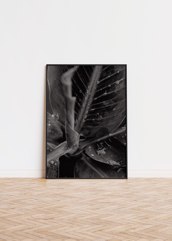 Black and White Leaf Macro Water Drops Dramatic Botanical Photo Poster