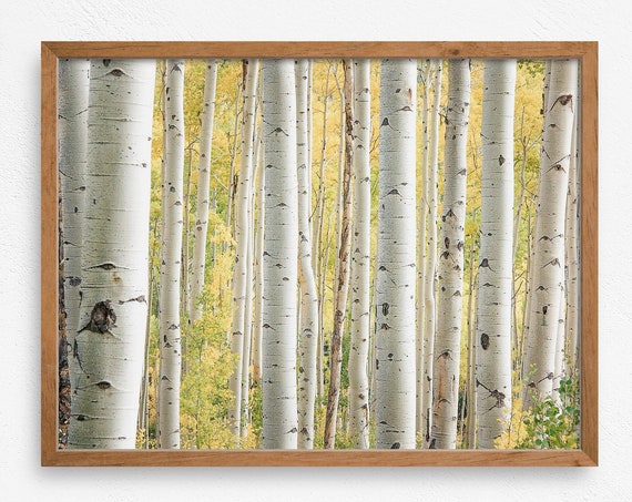 Birch And Aspen Tree Forest Rustic Wall Decor Cabin Print Lodge Print Modern Cabin Art Forest Minimalist