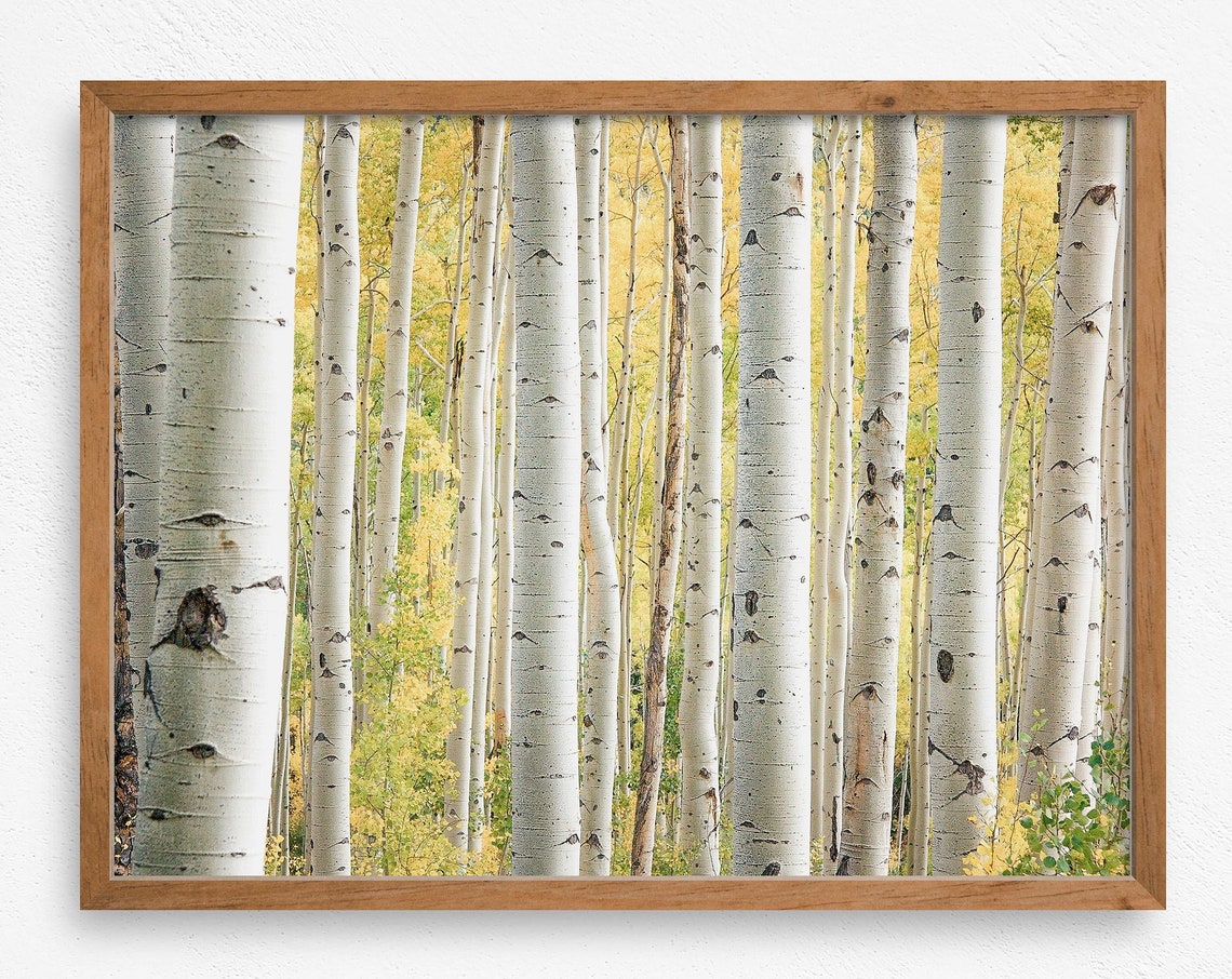 Birch And Aspen Tree Forest Rustic Wall Decor Cabin Print Lodge Print Modern Cabin Art Forest Minimalist