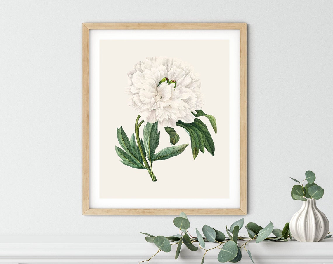 White Peony Botanical Illustration Classic Cream Background Poster