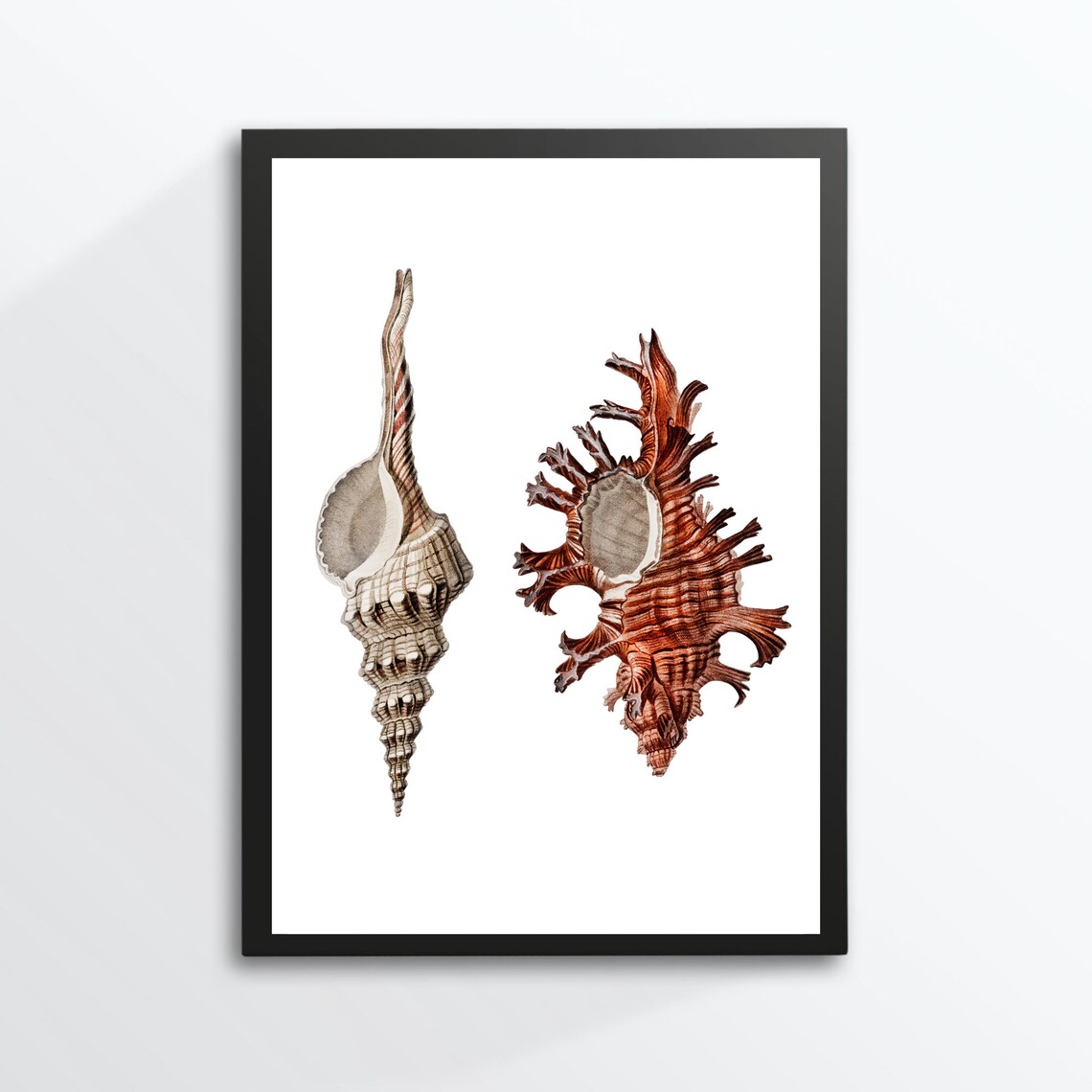 Shell Pointed Shell Scallop, Vintage Maritime Poster