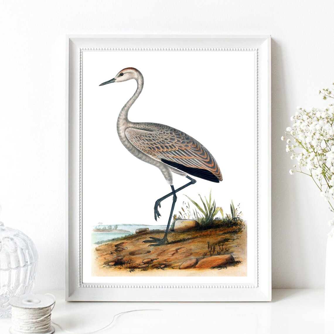 Vintage Crane Heron Water Bird Natural History Engraving Art Print - Image 2