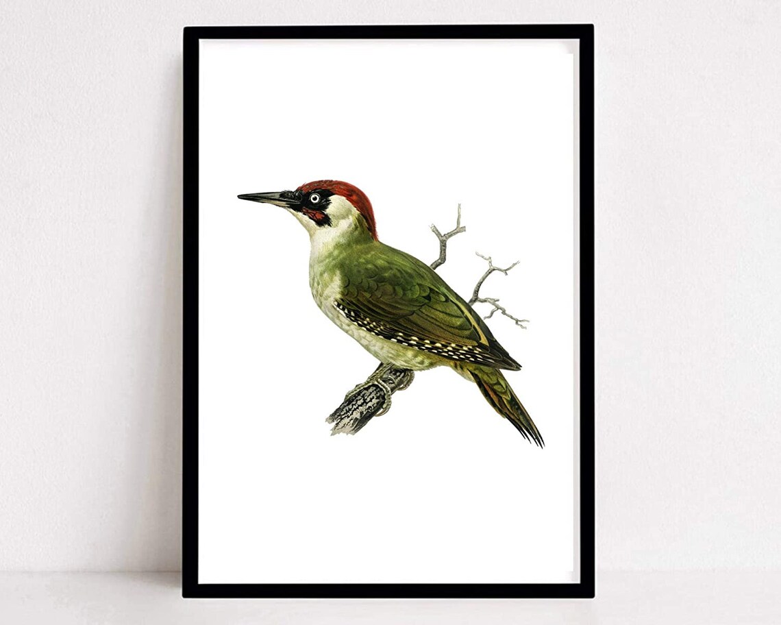 Green Woodpecker Vintage Bird Illustration Naturalist Retro Wall Art - Image 2