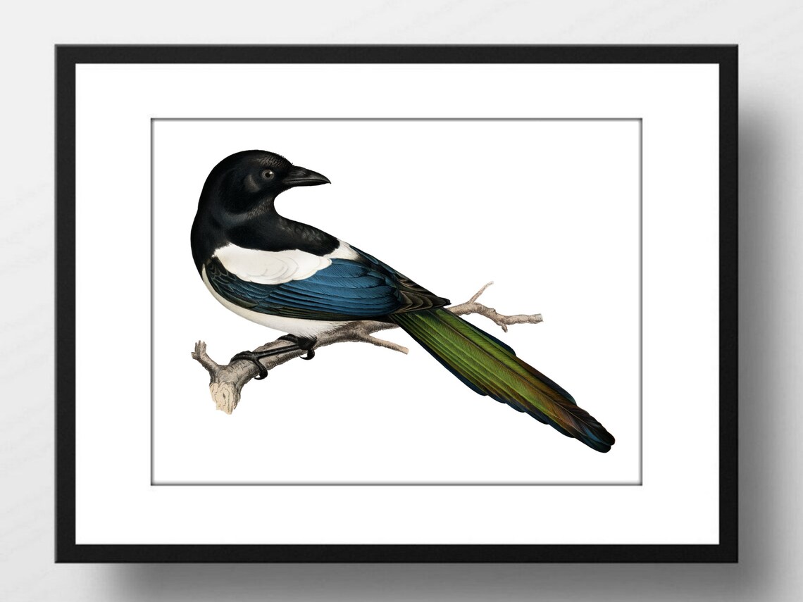 Eurasian Magpie Bird On Branch Vintage Nature Illustration Wall Print - Image 2