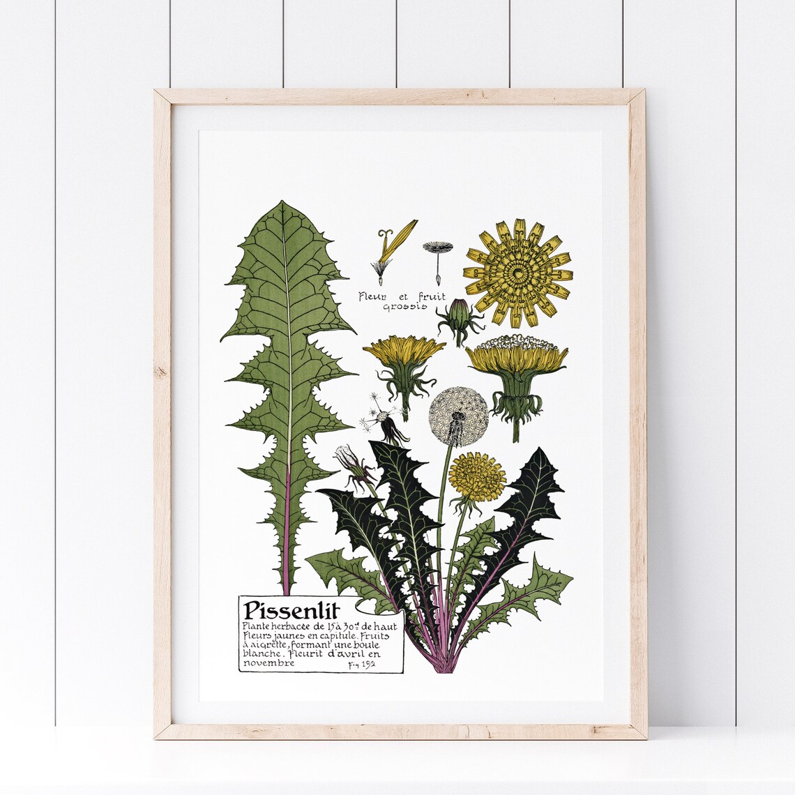 Vintage French Dandelion Botanical Chart Retro Wild Plant Poster - Image 2