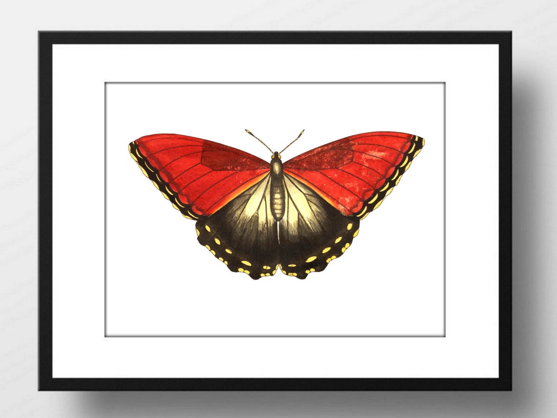 Din A4 Art Print Without Frame Large Butterfly Red Black Butterfly Nature Retro Vintage Print Poster Image