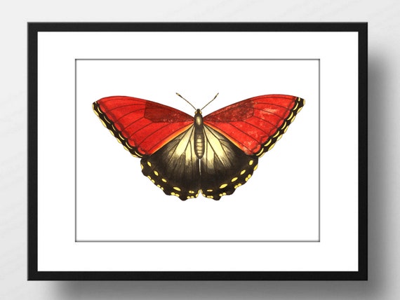 Din A4 Art Print Without Frame Large Butterfly Red Black Butterfly Nature Retro Vintage Print Poster Image