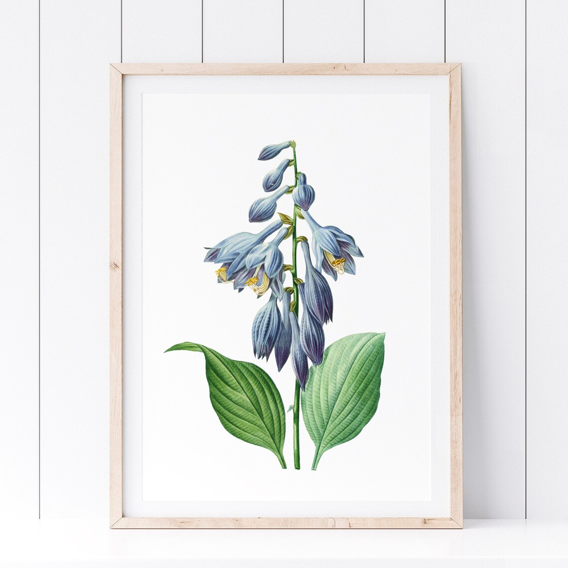 Hosta Blue Flower Botanical Illustration Garden Plant Art Print