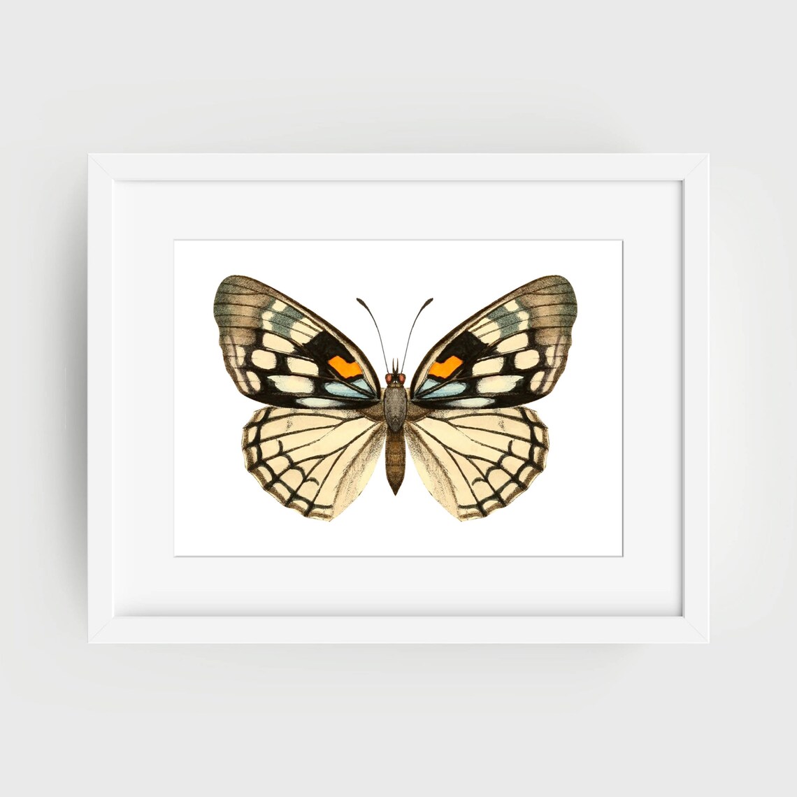 Cream Butterfly Blue Orange Vintage Entomology Insect Wall Art Poster - Image 2