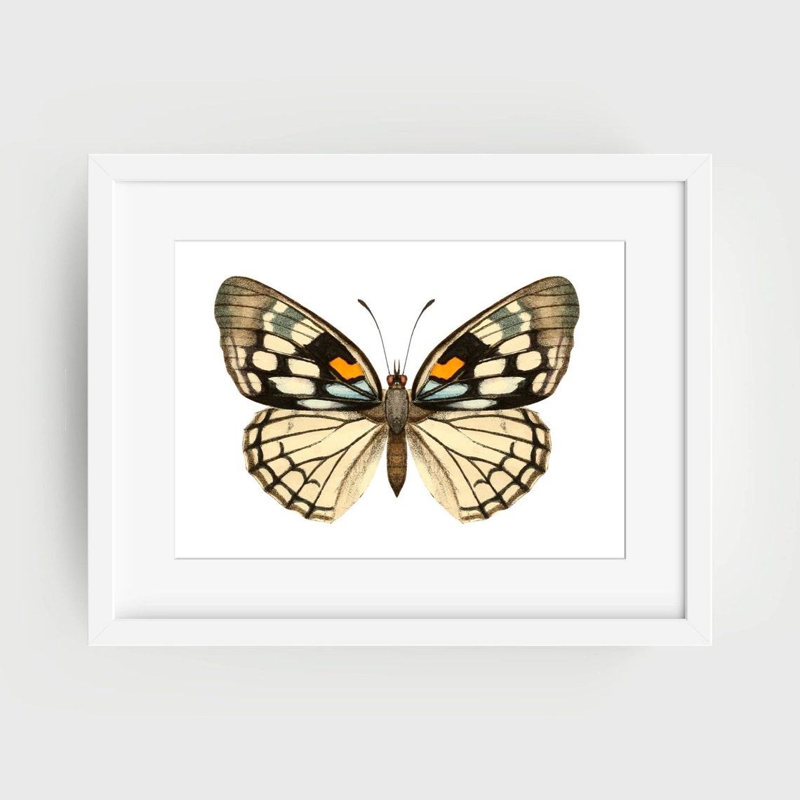 Din A4 Art Print Without Frame Large Butterfly Yellow Black Butterfly Nature Retro Vintage Print Poster Image - Image 2