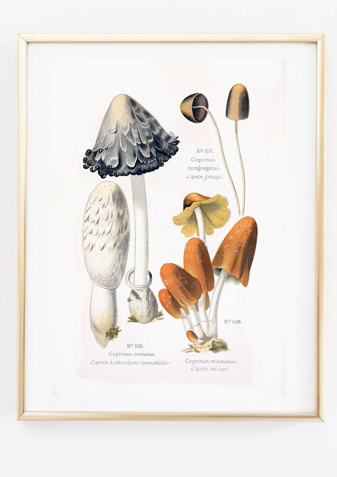 Vintage Coprinus Mushrooms Botanical Nature Study Illustration Poster - Image 2