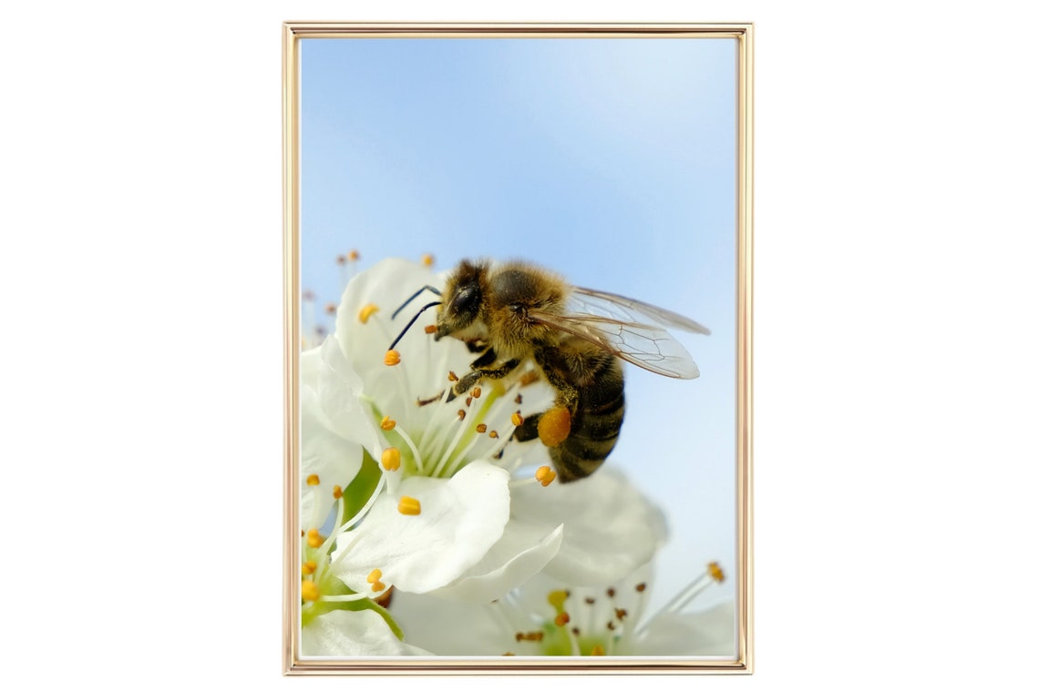Honeybee On White Blossom Macro Photo Pollen Blue Sky Wall Art - Image 2