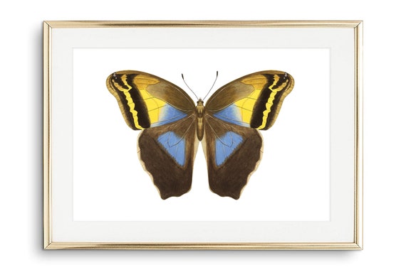 Din A4 Art Print Without Frame Large Butterfly Black Yellow Blue Butterfly Nature Retro Vintage Print Poster Image