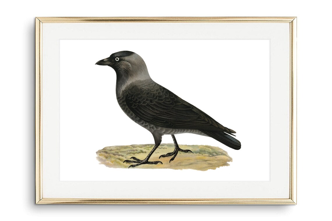Western Jackdaw Crow Vintage Bird Illustration Nature Wall Art Poster