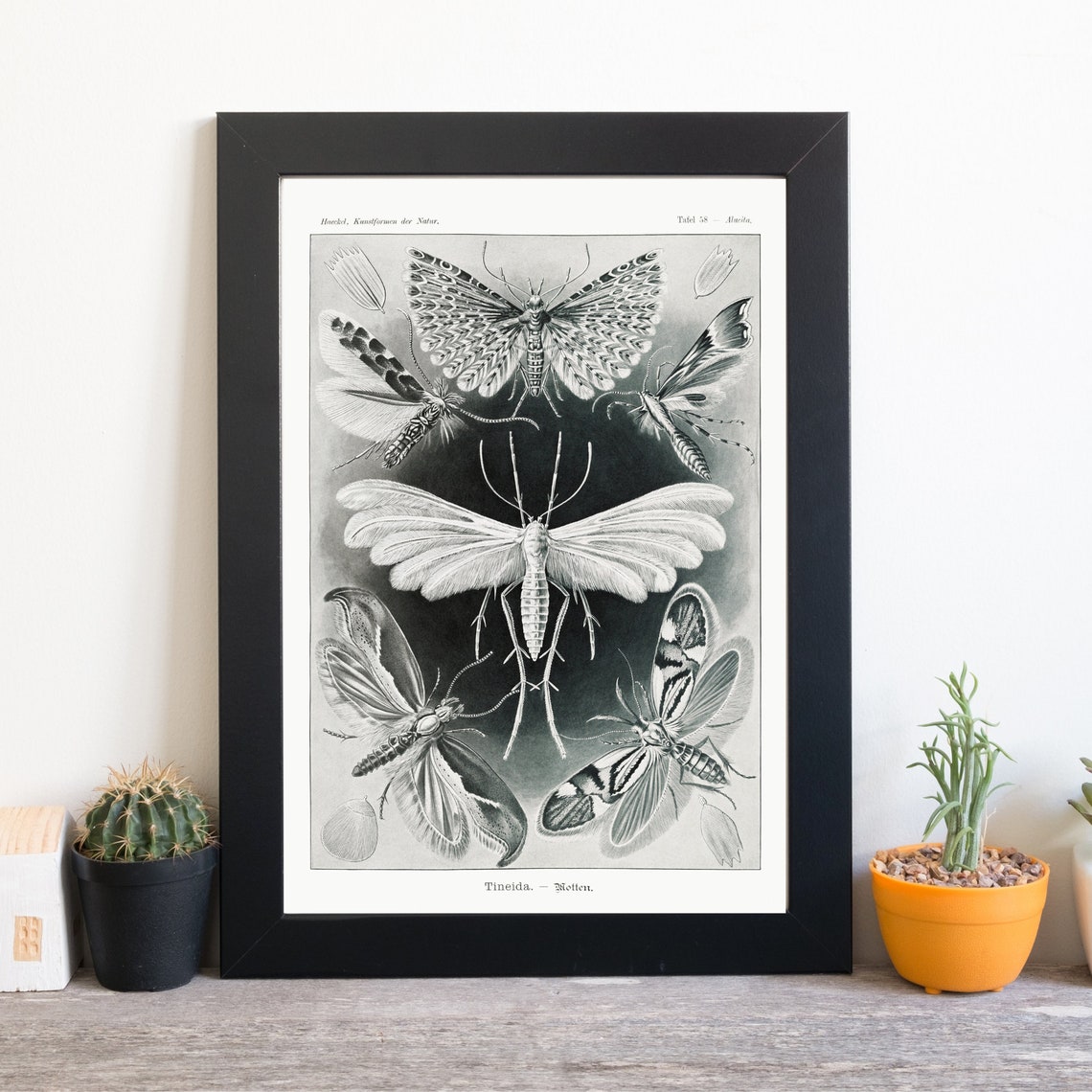 Haeckel Moths Tineida Black And White Vintage Entomology Art Print - Image 2