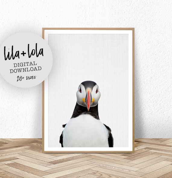 Puffin Bird Portrait Minimalist Photography Cute Nursery Decor Print