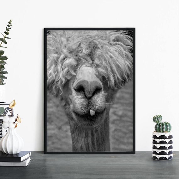Alpaca Bad Hair Day Black And White Funny Animal Photo Art Poster