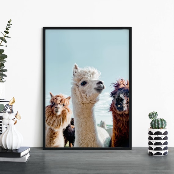 Three Funny Alpacas Close Up Portrait Blue Sky Animal Photo Poster