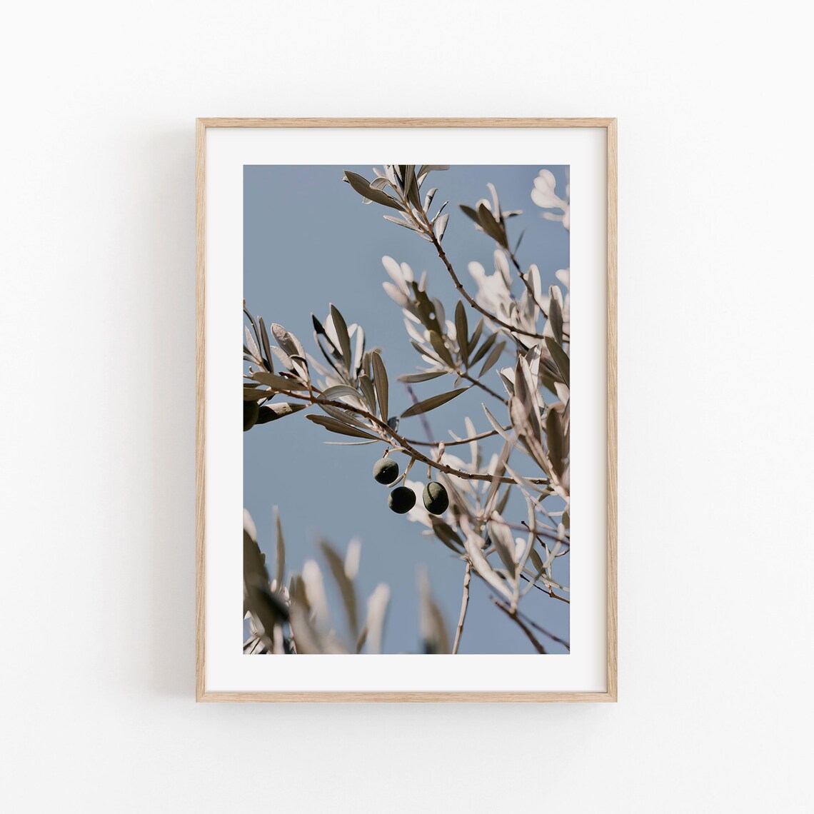 Olive Tree Botanical Art Print, Olive Leaf Study