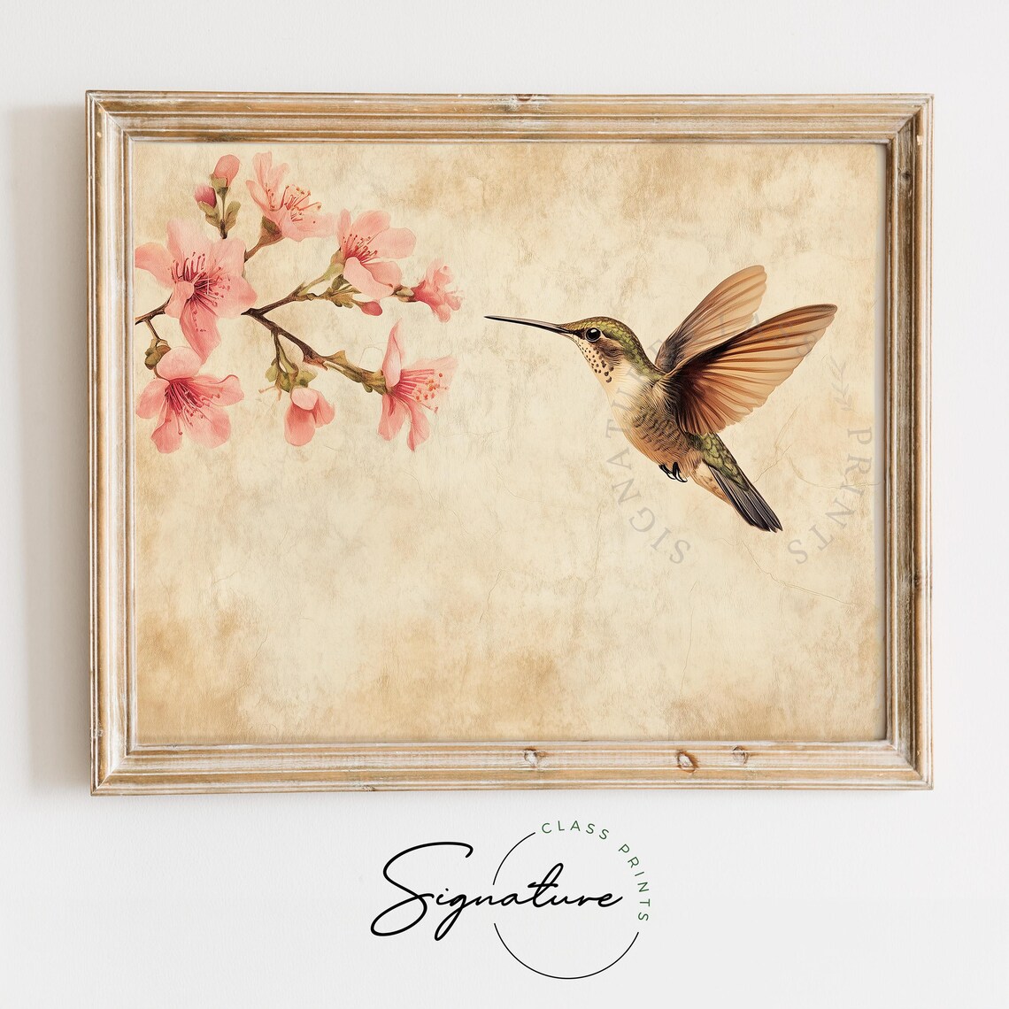 Hummingbird Near Pink Cherry Blossoms Vintage Parchment Poster