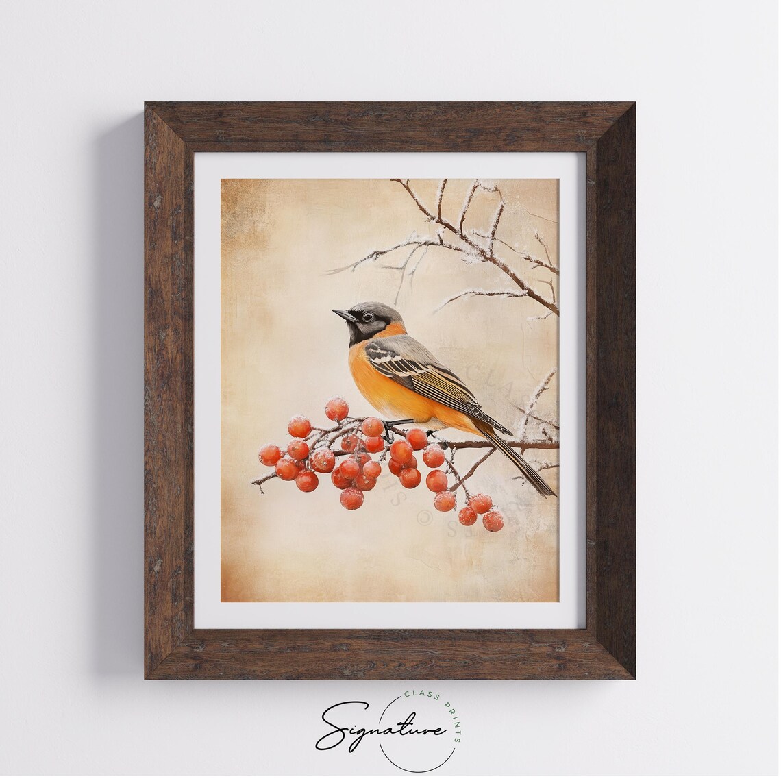 Orange Breasted Songbird on Frosted Red Berry Branch Winter Poster - Image 2