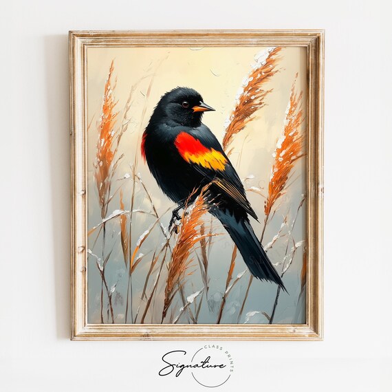 Red Winged Blackbird In Winter Reeds Striking Nature Art Poster