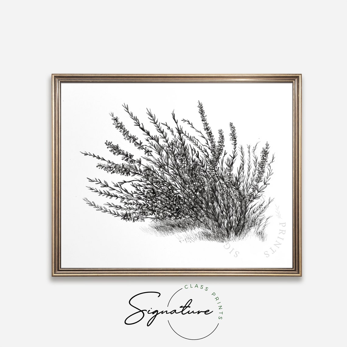 Lavender Botanical Ink Sketch Black and White Herbal Drawing Poster - Image 4