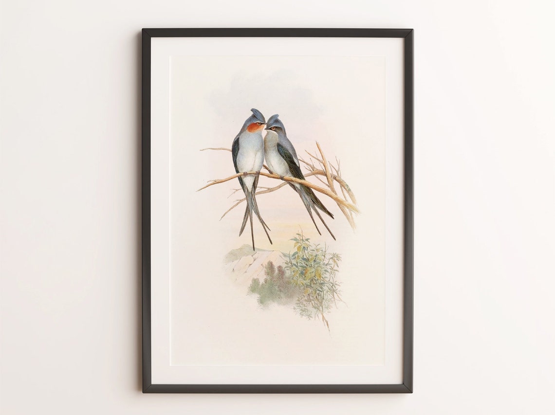 Crested Tree Swifts Perched on Branch Vintage Bird Illustration Print - Image 4