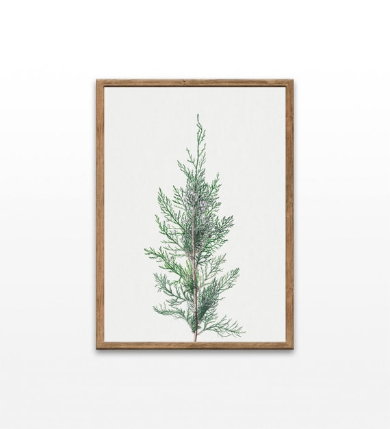 Vintage Juniper Prints Pine Trees In Art Paintings Of Tree Lake House Wall Decor Wall Art