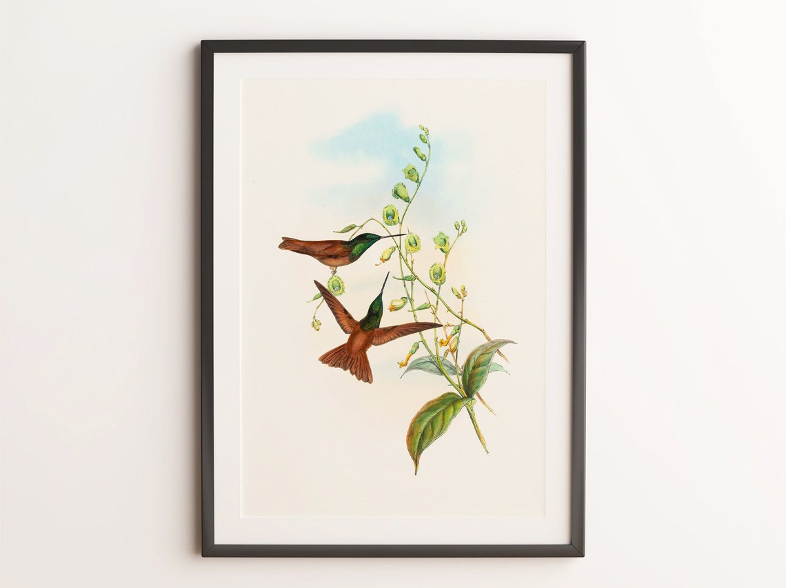 Antique Hummingbird Pair Lithograph Vintage Botanical Bird Print - Image 4