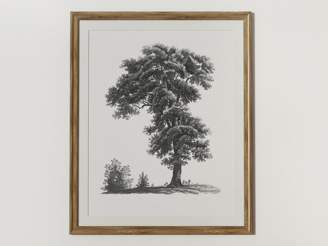 Antique Tree Engraving Black and White Botanical Illustration Print - Image 2
