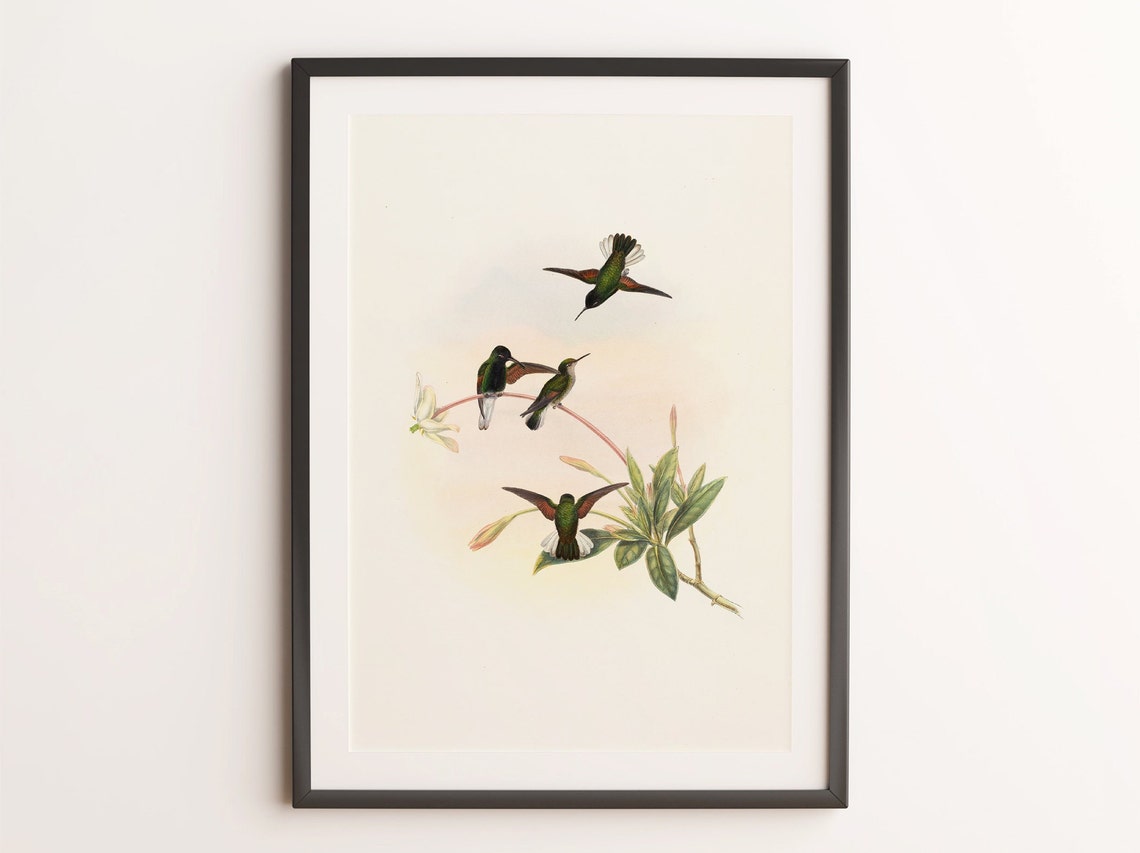 Vintage Hummingbird Lithograph Antique Bird Illustration Print - Image 4