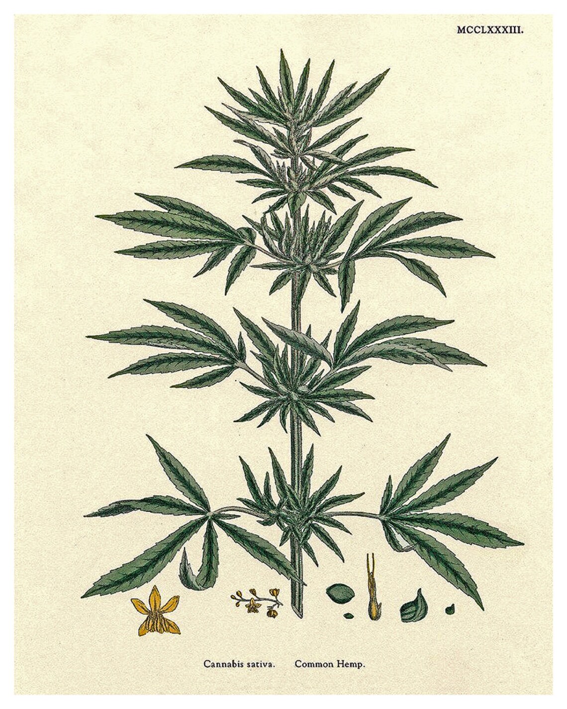 Cannabis Hemp Plant Art Print, Modern Wall Decor - Image 2