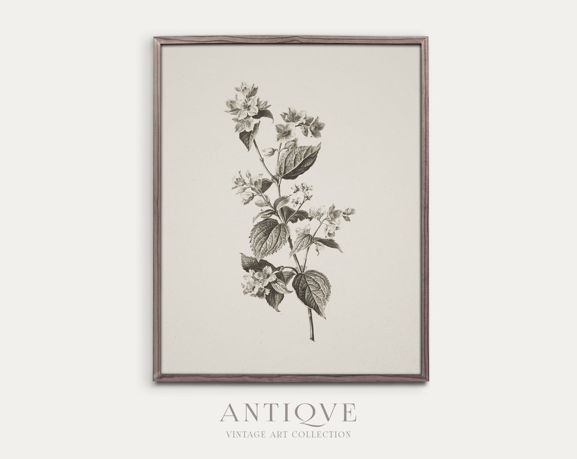 Flower Sketch Botanical Artwork Poster