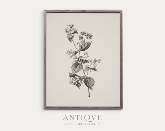 Flower Sketch Botanical Artwork Poster
