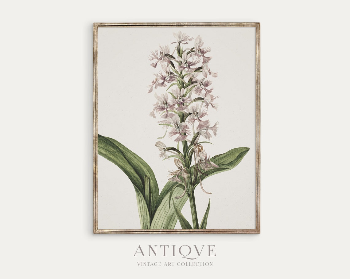 Pink Flowers Botanical Art Print