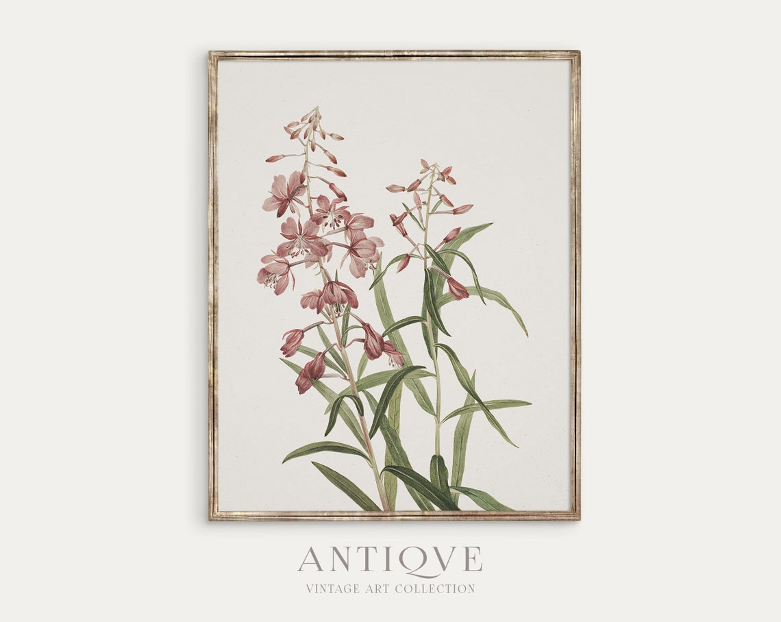 Pink Wildflowers Botanical Illustration Vintage Floral Study Poster