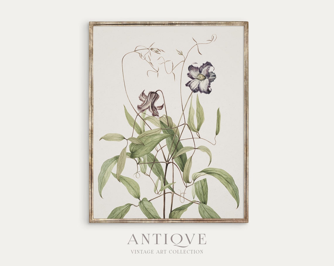 Clematis Flower Vine Antique Botanical Engraving Study Poster