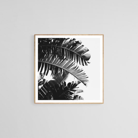 Palm Tree Black And White Photo, Tropical Print