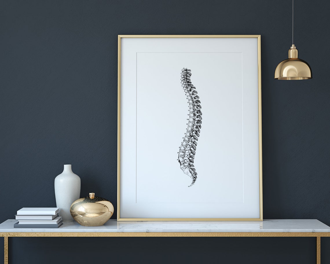 Vintage Spine Anatomy Illustration Chiropractor Medical Wall Art - Image 2