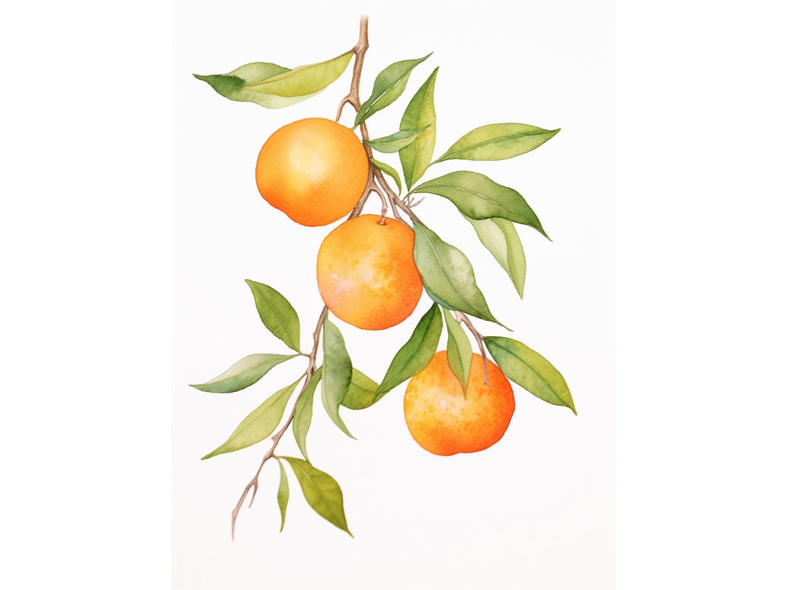 Juicy Ripe Oranges Hanging from a Leafy Branch Watercolor Print