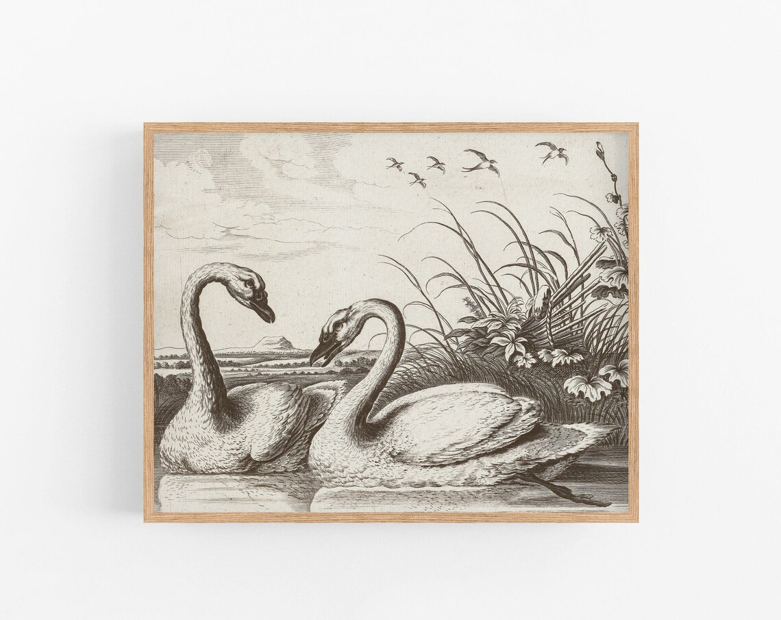 Two Swans Marsh Landscape Vintage Antique Engraving Style Wall Art